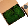 Konserviertes Flachmoos und Waldmoos 1 kg für Moosbilder und Mooswände – GREENIN
