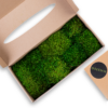 Konserviertes Provence-Moos grün für Moosbilder und Mooswände – GREENIN